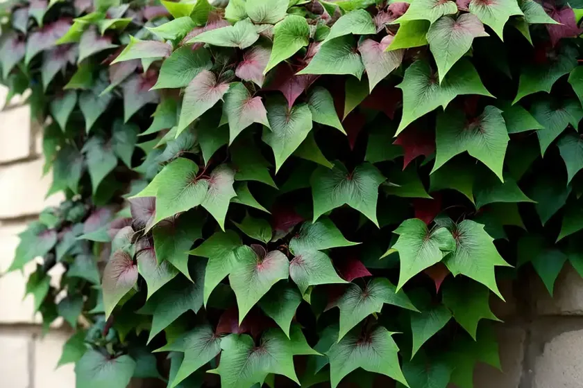 Boston ivy (parthenocissus tricuspidata ‘lowii’) — photo 3