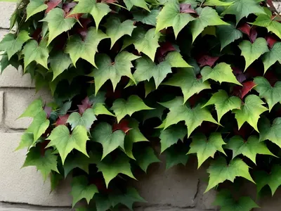 Boston Ivy (Parthenocissus Tricuspidata ‘Lowii’)