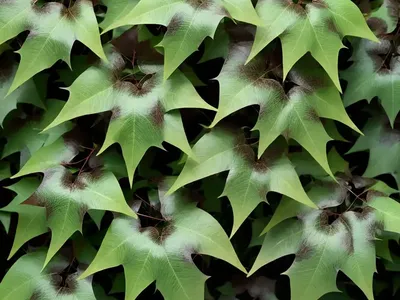 Boston Ivy (Parthenocissus Tricuspidata ‘Veitchii’)