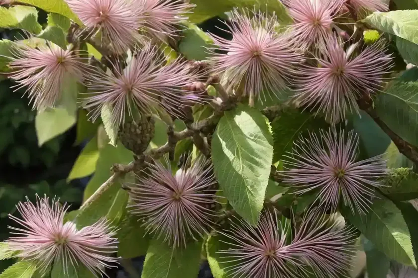 Bottlebrush buckeye (aesculus parviflora var. serotina ‘rogers’) — photo 3