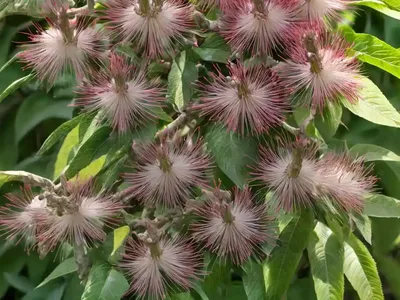 Bottlebrush Buckeye (Aesculus Parviflora Var. Serotina ‘Rogers’)