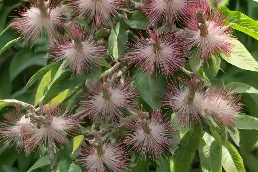 Bottlebrush buckeye (aesculus parviflora var. serotina ‘rogers’)