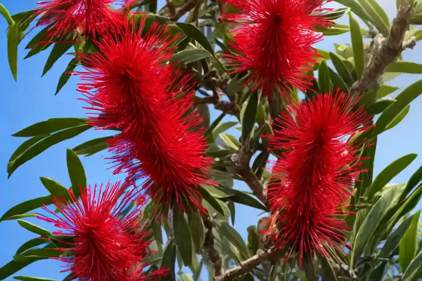 Bottlebrush (callistemon) — photo 2