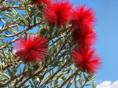 Bottlebrush (Callistemon)