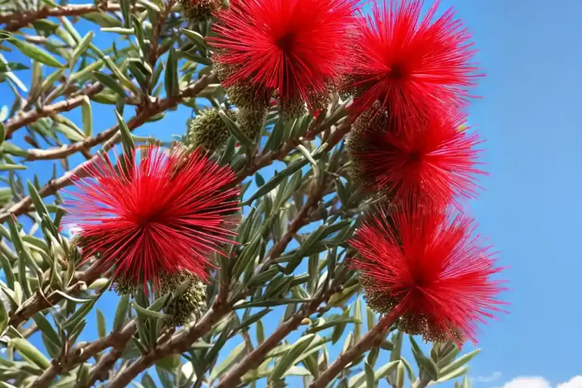 Bottlebrush (callistemon)