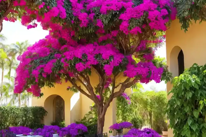 Bougainvillea (bougainvillea) — photo 2