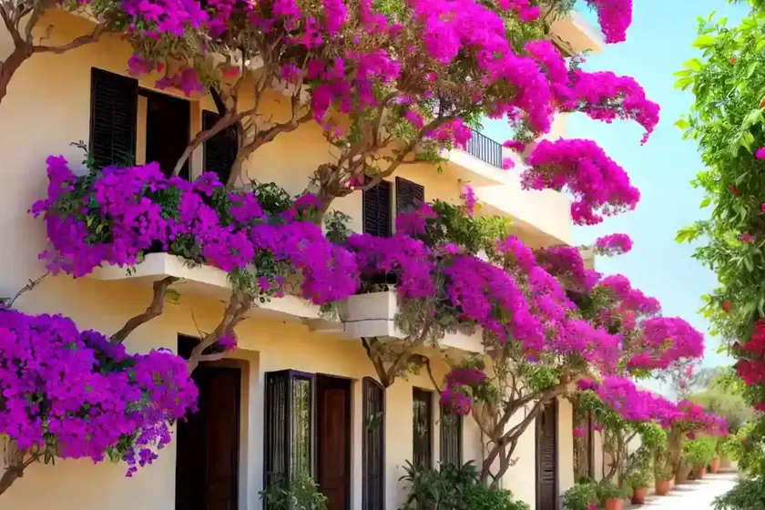 Bougainvillea (bougainvillea) — photo 3