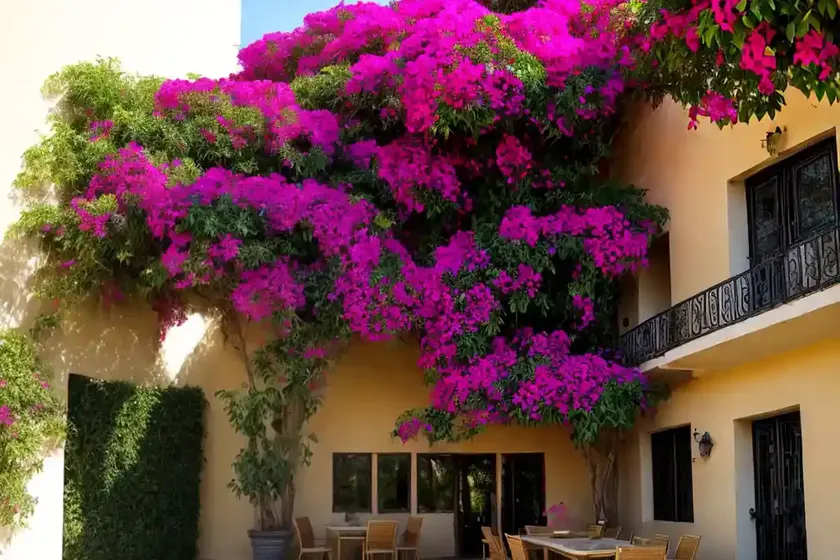 Bougainvillea (bougainvillea (group) — photo 3