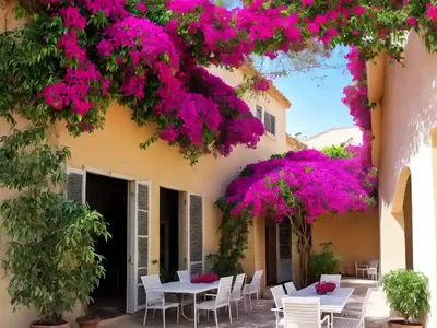 Bougainvillea (Bougainvillea (group)