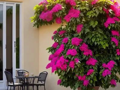 Bougainvillea ‘California Gold’)