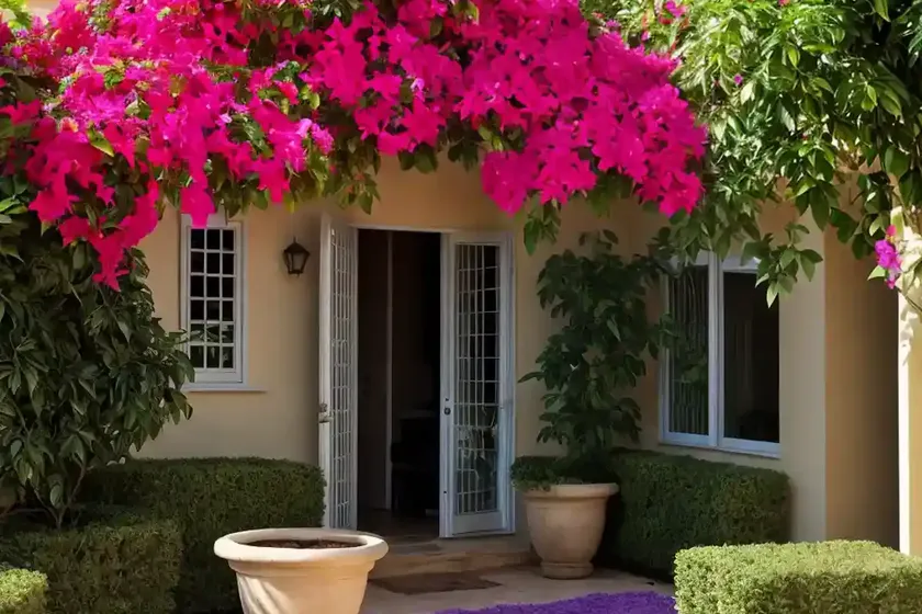 Bougainvillea ‘helen johnson’) — photo 3