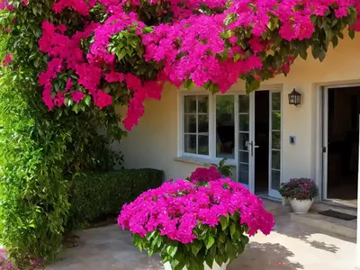 Bougainvillea ‘Helen Johnson’)