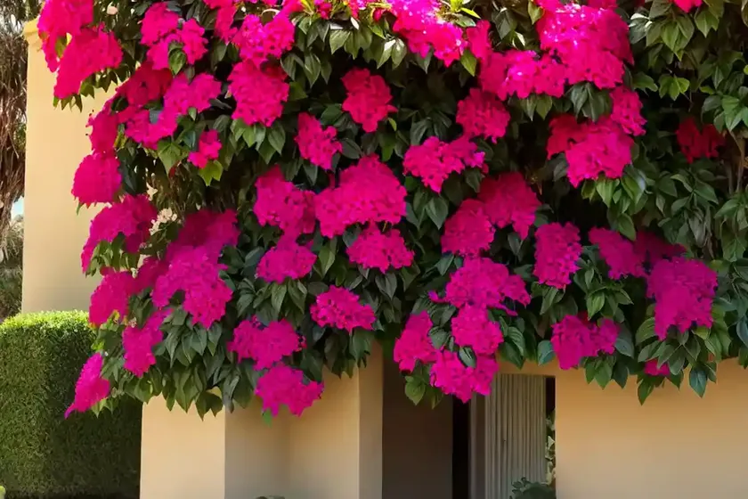 Bougainvillea ‘james walker’) — photo 2