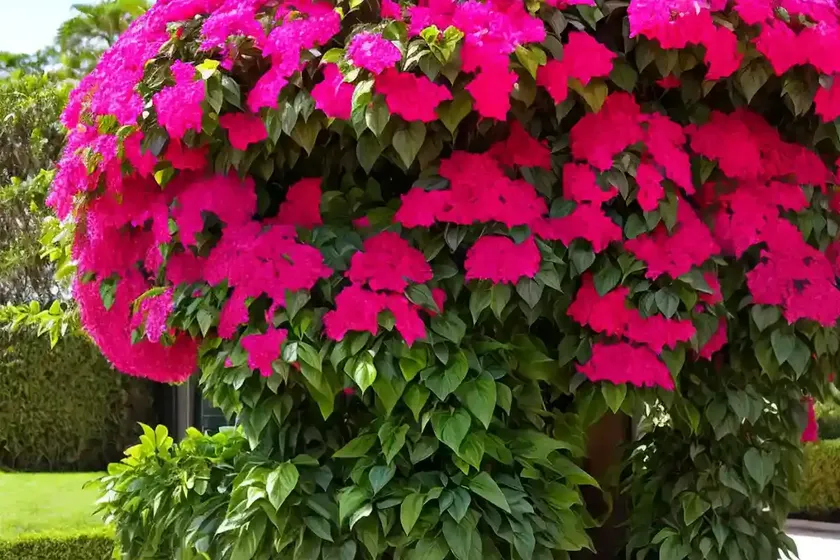 Bougainvillea ‘james walker’) — photo 3