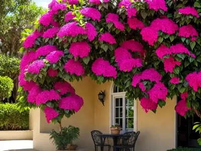 Bougainvillea ‘Juanita Hatten’)