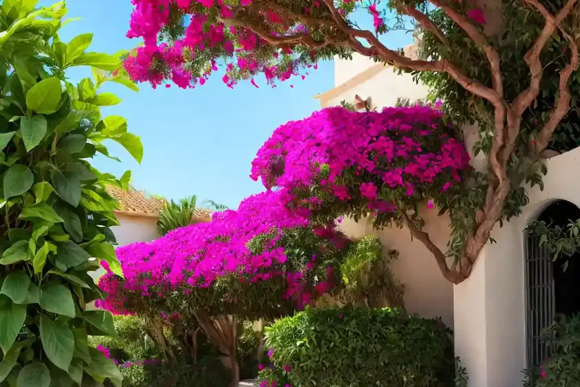 Bougainvillea ‘la jolla’) — photo 2