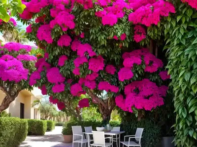 Bougainvillea ‘La Jolla’)