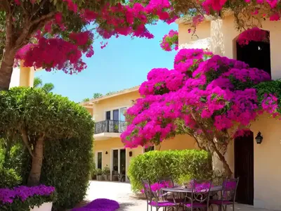 Bougainvillea Oo-la-la)