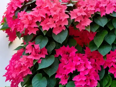 Bougainvillea X Buttiana ‘Afterglow’)