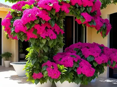 Bougainvillea X Buttiana ‘Barbara Karst’)