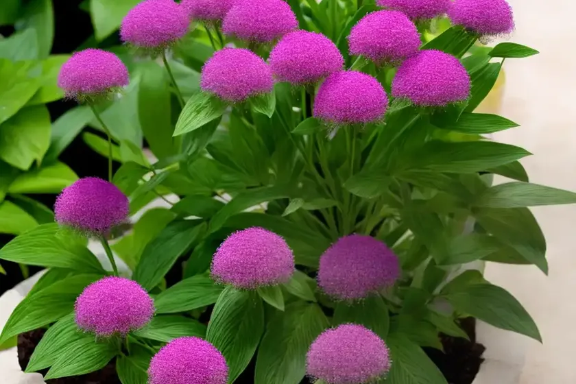 Bouvardia (bouvardia) — photo 2