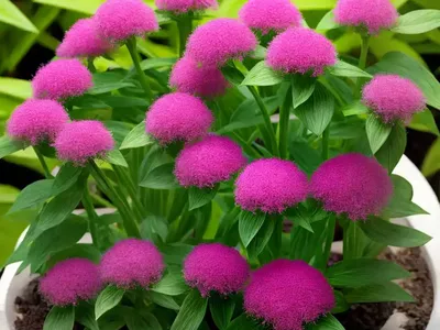 Bouvardia (Bouvardia)
