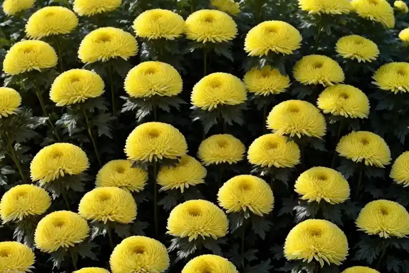 Boval mum (chrysanthemums) — photo 2