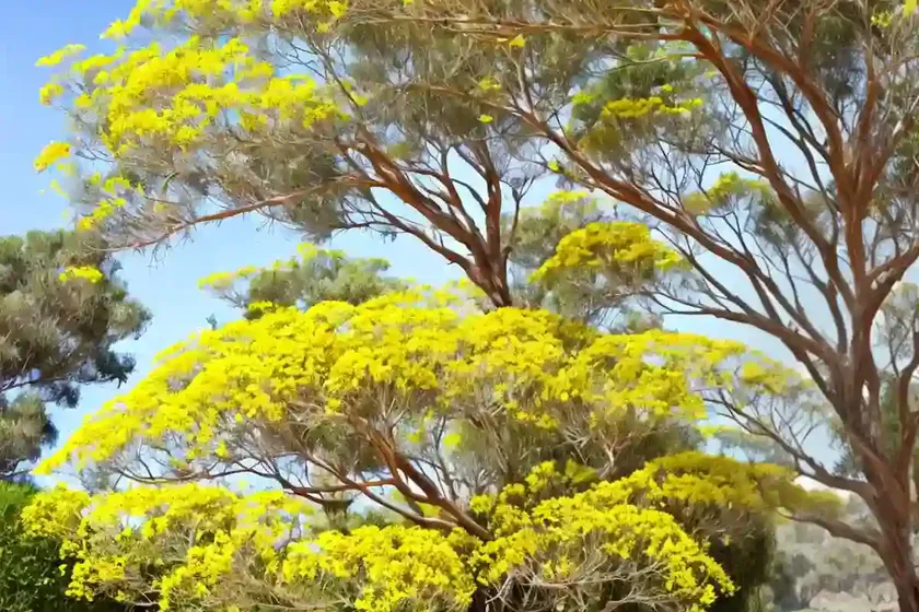 Bower wattle (acacia cognata) — photo 3