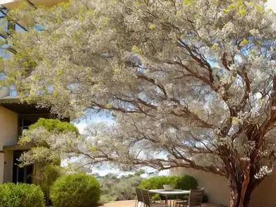 Bower Wattle (Acacia Cognata)