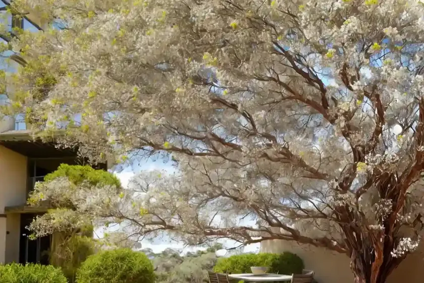 Bower wattle (acacia cognata)