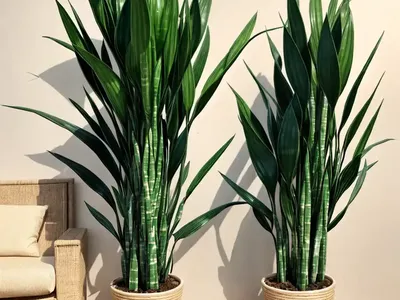 Bowstring Hemp (Sansevieria Cylindrica)