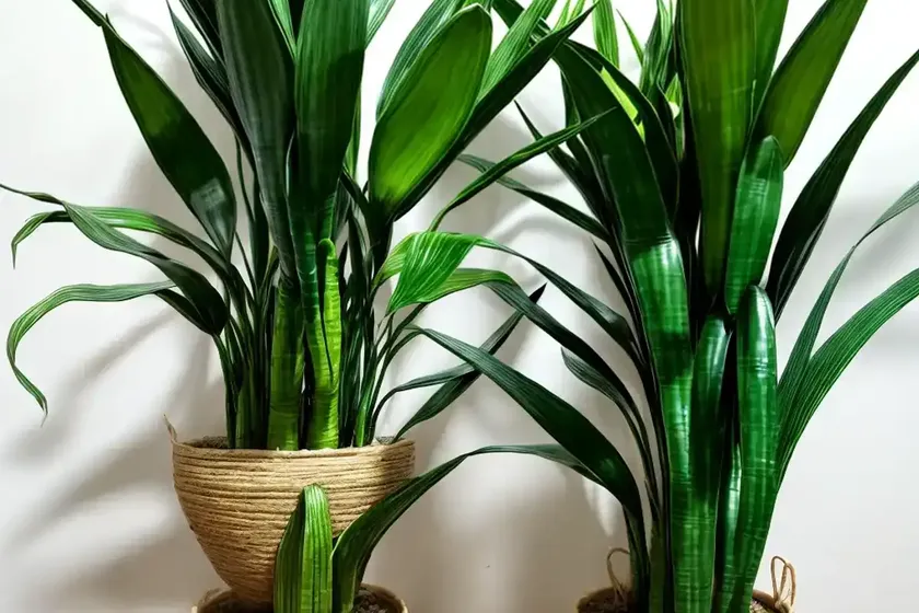 Bowstring hemp (sansevieria suffruticosa) — photo 2