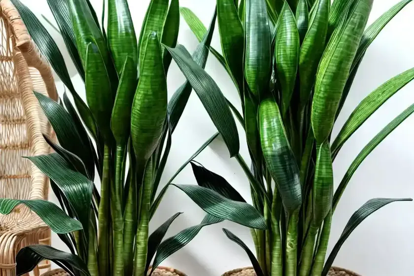 Bowstring hemp (sansevieria suffruticosa) — photo 3