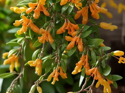 Box Honeysuckle (Lonicera Nitida)