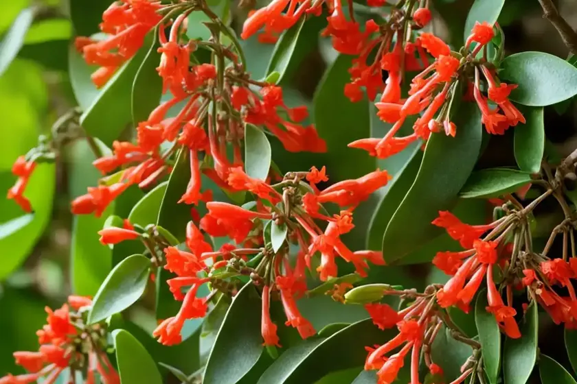 Box-leaved honeysuckle (lonicera ligustrina var. pileata) — photo 2