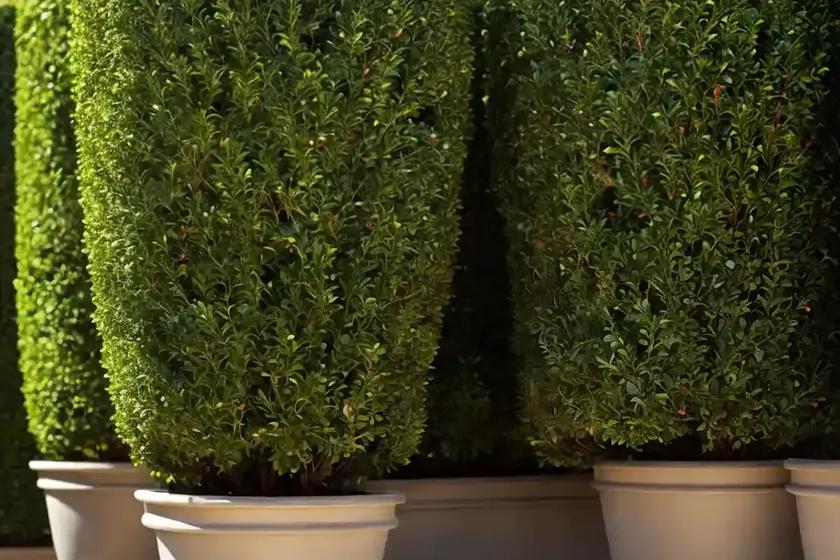 Boxwood (buxus) — photo 2
