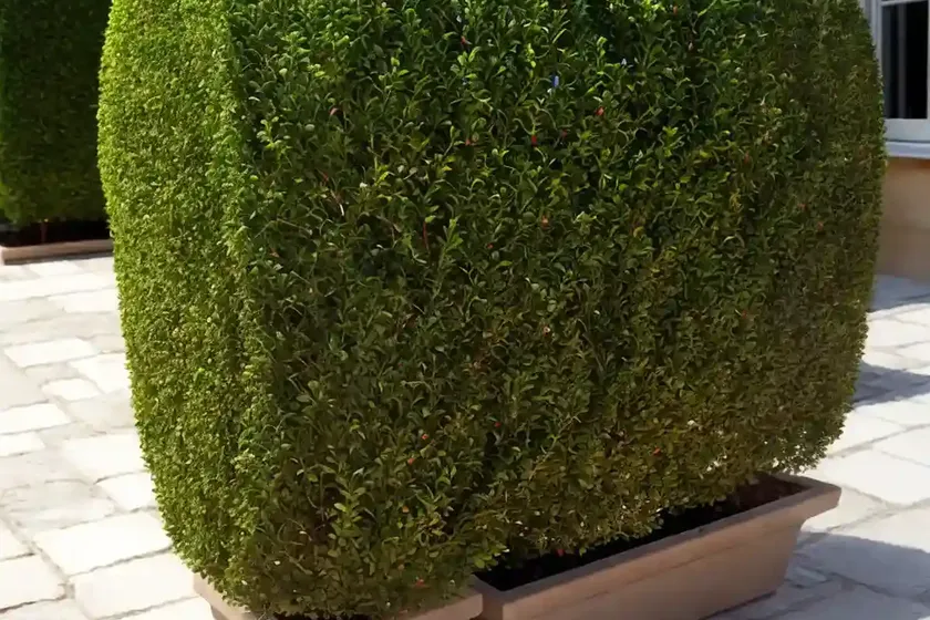 Boxwood (buxus) — photo 3