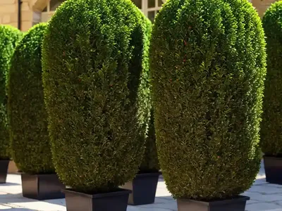 Boxwood (Buxus)