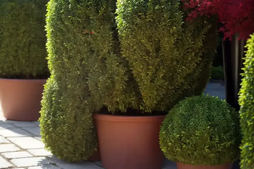 Boxwood (buxus ‘cranberry creek’) — photo 2
