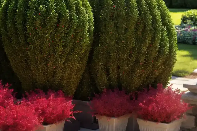 Boxwood (buxus ‘cranberry creek’) — photo 3