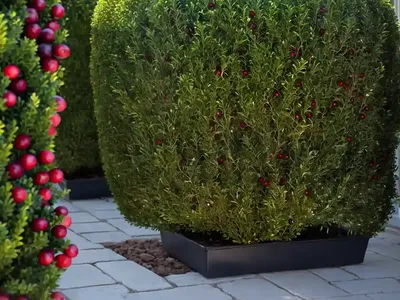 Boxwood (Buxus ‘Cranberry Creek’)