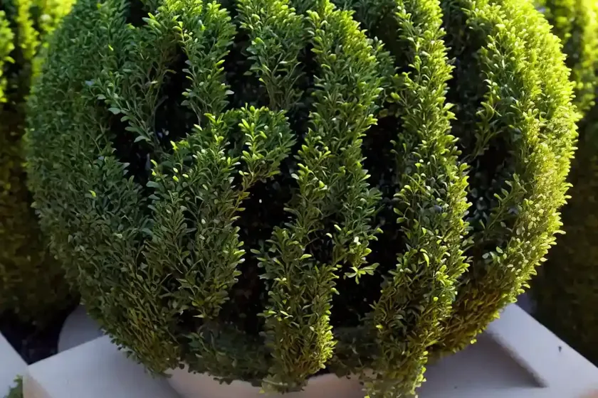 Boxwood (buxus microphylla) — photo 2