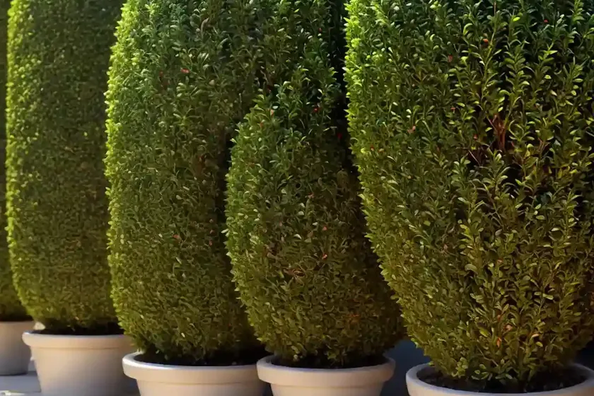 Boxwood (buxus microphylla) — photo 3