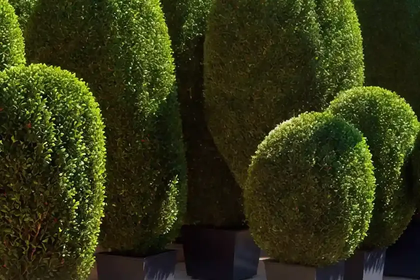 Boxwood (buxus sempervirens ‘elegantissima’) — photo 2