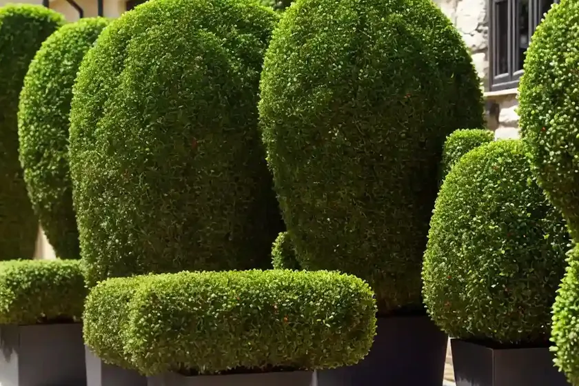 Boxwood (buxus sempervirens ‘elegantissima’) — photo 3