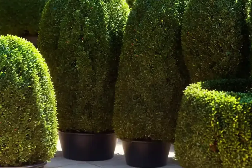 Boxwood (buxus sempervirens ‘elegantissima’)