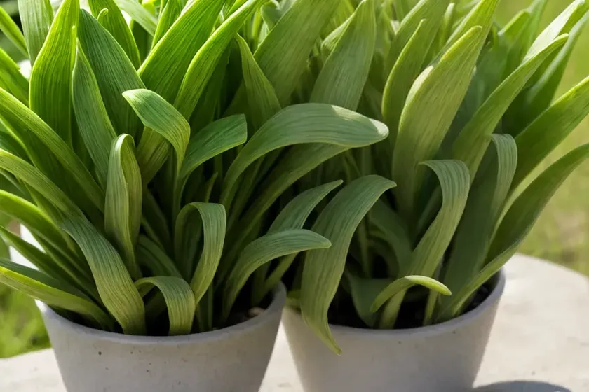 Branched plantain (plantago arenaria) — photo 2