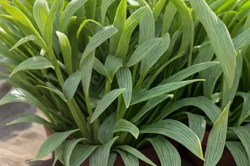 Branched plantain (plantago arenaria) — photo 3
