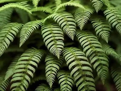 Braun’s Holly Fern (Polystichum Braunii)