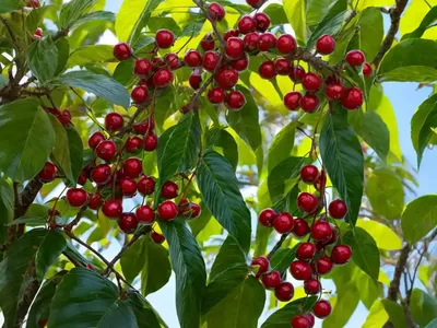 Brazil-cherry (Eugenia Uniflora)